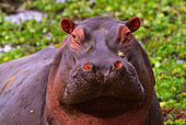 AFW 01 TL0003 01
Head Shot Of Hippopotamus In Water