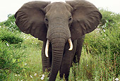 AFW 04 TL0036 01
African Elephant Bull Approaching Camera In Forest Clearing Africa