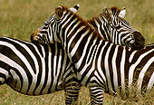 AFW 10 TL0013 01
Two Burchell's Zebras Interacting In Grassland Africa
