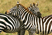 AFW 10 TL0014 01
Two Burchell's Zebras Nuzzling In Grassland Africa