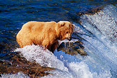 BEA 03 TL0014 01
Coastal Grizzly Bear Catching Salmon At Rapids