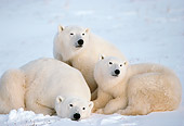 BEA 06 TL0022 01
Polar Bear Mother Huddling With Two Yearling Cubs On Snow