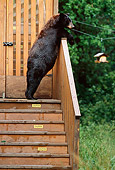 BEA 08 TL0017 01
Black Bear Climbing On Porch