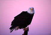 BRD 02 TL0024 01
Portrait Of Bald Eagle On Branch At Sunset