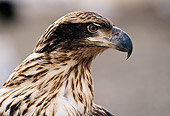 BRD 02 TL0057 01
Profile Head Shot Of Immature Bald Eagle