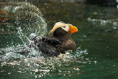 BRD 04 TL0006 01
Tufted Puffin Splashing In Water