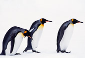 BRD 05 TL0007 01
Profile Of Three King Penguins Standing On Snow On South Georgia Island