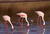 BRD 11 TL0004 01
Row Of Three Flamingoes Feeding In Shallow Water