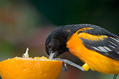 BRD 13 TL0007 01
Male Northern Oriole Feeding On Orange