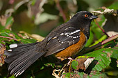 BRD 13 TL0011 01
Spotted Towhee On Tree Branch