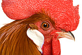BRD 14 JE0011 01
Head Shot Of Rooster On White Seamless