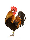 BRD 14 JE0013 01
Rooster Standing On White Seamless