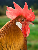 BRD 14 JE0014 01
Head Shot Of Rooster