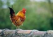BRD 14 KH0009 01
Rooster Standing On Brick Wall