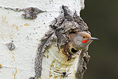 BRD 25 TL0003 01
Northern Flicker Peeking From Nest In Aspen Tree