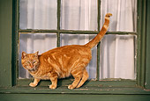 CAT 02 RK0705 05
Red Tabby Cat Jumping From Window