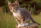 CAT 03 GR0802 01
Gray And White Tabby Kitten On Stump By Tall Grass