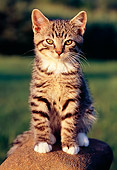 CAT 03 GR0825 01
Portrait Of Tabby Kitten Sitting On Rock