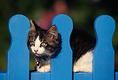 CAT 03 RK0480 02
Gray Tabby And White Kitten Peeking Head Through Blue Fence