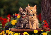 CAT 03 RK0539 10
Red And Gray Tabby Kittens Sitting Together On Bench By Flowers