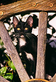 CAT 03 RK1206 14
Black And White Kitten Sitting In Wooden Wagon Wheel