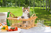 CAT 03 YT0001 01
American Curl Kitten Sitting In Wicker Basket On Picnic Table
