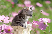 CAT 03 YT0003 01
American Shorthair Kitten Sitting In Basket By Pink Flowers