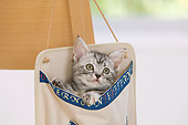 CAT 03 YT0004 01
American Shorthair Kitten Peeking Out Of Bag Hanging On Chair