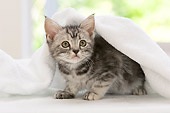 CAT 03 YT0005 01
American Shorthair Kitten Sitting Under White Blanket