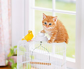 CAT 03 YT0007 01
Orange Tabby Kitten Sitting On White Birdcage With Canary