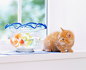CAT 03 YT0010 01
Orange Tabby Kitten Sitting On White Shelf Looking At Goldfish In Bowl