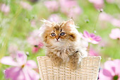 CAT 03 YT0013 01
Persian Kitten Sitting In Basket By Pink Flowers