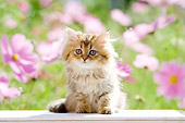 CAT 03 YT0014 01
Persian Kitten Sitting By Pink Flowers