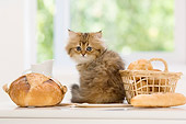CAT 03 YT0016 01
Persian Kitten Sitting On White Kitchen Counter By Bread Basket