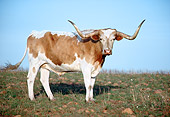 COW 01 GR0002 01
Texas Longhorn Cattle Standing In Field