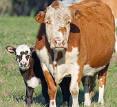 COW 01 MB0001 01
Cow With Calf Standing In Pasture