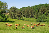 COW 02 JE0001 01
Herd Of Cattle Grazing In Field