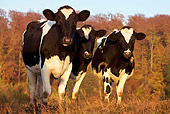 COW 02 KH0048 01
Three Holstein Cows Standing In Pasture In Autumn