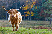 COW 02 KH0133 01
Highland Cow Grazing In Meadow By Birch Trees In Autumn