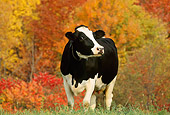 COW 02 LS0008 01
Portrait Of Holstein Cow Standing In Field By Autumn Trees