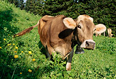 COW 02 LS0037 01
Brown Swiss Cow Standing On Hillside Pasture By Trees Switzerland