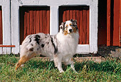 DOG 01 FA0098 01
Australian Shepherd Standing In Grass By Red Barn