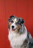 DOG 01 FA0099 01
Portrait Of Australian Shepherd Sitting By Red Barn