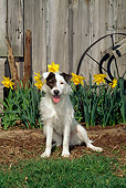 DOG 02 CE0087 01
Jack Russell Terrier Sitting By Yellow Flowers Barn
