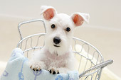 DOG 02 YT0003 01
Miniature Schnauzer Standing In Metal Basket