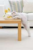 DOG 02 YT0007 01
Miniature Schnauzer Standing And Reaching Over Coffee Table For Food