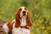 DOG 08 RK0102 16
Basset Hound Sitting On Tractor In Yellow Flower Field