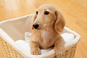 DOG 14 YT0006 01
Dachshund Sitting In Wicker Basket On Hardwood Floor