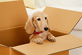 DOG 14 YT0007 01
Dachshund Standing In Cardboard Box
