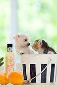 DOK 01 YT0001 01
Chihuahua Puppy And American Curl Kitten Standing In Metal Bucket